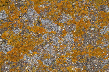 Moss growing on the wall as abstract background