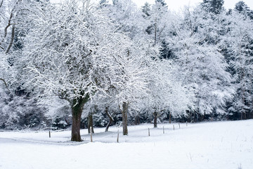 Snowy cold winter in the forest. Frosty tree and earth. Freeze the temperature in nature. 