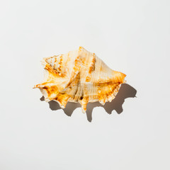 shell on white background isolate