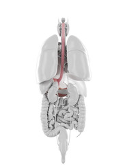 3d rendered medically accurate illustration of the stomach and esophagus