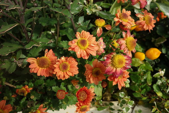 秋の日本のオレンジの菊の花 Stock Photo Adobe Stock 秋の日本のオレンジの菊の花 Stock Photo Adobe Stock