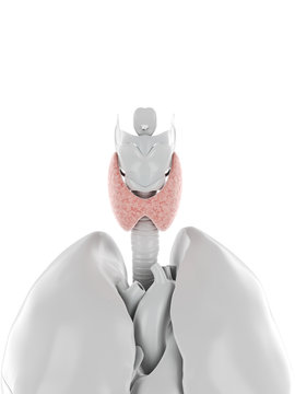 3d rendered medically accurate illustration of the thyroid