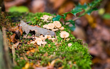 Mushrooms and autumn leaves in the woods