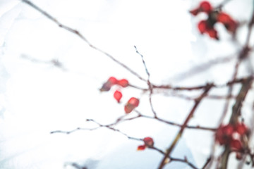 Blurred background, defocused bush with red berries, covered in snow, cold weather, defocused plants in wintertime