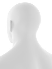 3d rendered medically accurate illustration of the human head