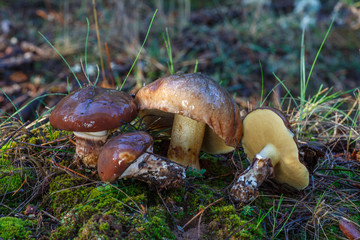 Boletus, suillus luteus. Ejemplares de boleto anillado viscoso en un bosque de pinos.