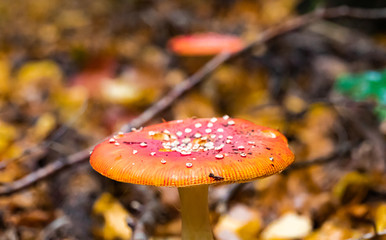 Mushrooms and autumn leaves in the woods