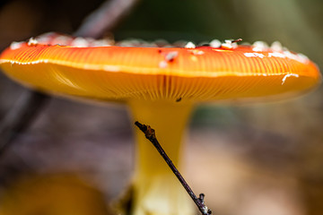 Mushrooms and autumn leaves in the woods