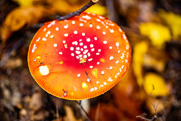 Mushrooms and autumn leaves in the woods