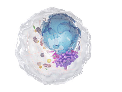 3d rendered illustration of a healthy human cell