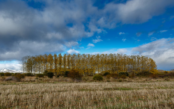 Paisaje oto&ntilde;al con campo de cereal cosechado, plantaci&oacute;n de chopos y cielo azul con nubes. Comarca de La Valduerna, Le&oacute;n, Espa&ntilde;a.
