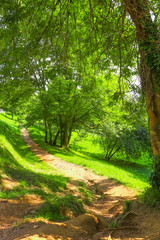 Footpath in a green fairytale forest on a hillside. Lush foliage of trees and grass