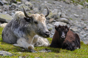 Yak Kuh Kalb Ortler Südtirol Dolomiten Alpen Weide Alm Hochgebirge Asien Rinder Hörner grasen exotisch