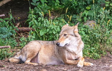 Russian ordinary gray wolf