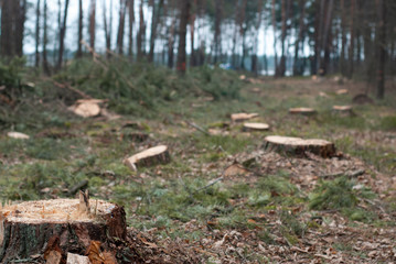 Illegal logging. Stumps and severed branches. Remains of the forest,