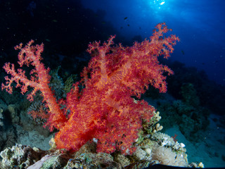 Naklejka na ściany i meble seabed in the red sea with coral and fish