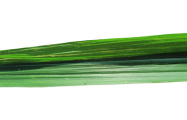 Obraz na płótnie Canvas Sugarcane leaves isolated on white