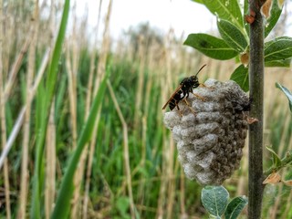 wasp guards its hive