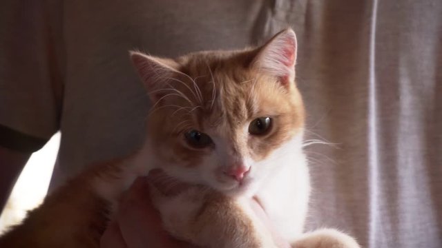 zany domestic animal.funny furry pet.young ginger cat sitting in the arms of a man