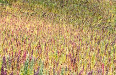Flowering quinoa field in Ecuador