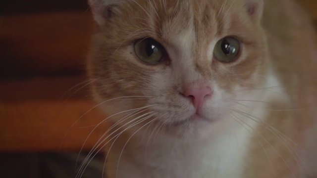 zany domestic animal.funny young ginger cat.close-up portrait