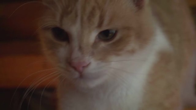 zany domestic animal.funny young ginger cat.close-up portrait