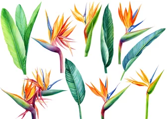 Tuinposter Strelitzia zet tropische heldere bloemen en bladeren, paradijsbloem, strelitzia op witte achtergrond, aquarelillustratie, botanisch schilderij