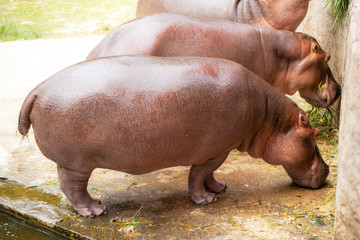 Hippopotamuses eat food in the zoo.