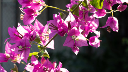 Bougainvillea or Paper flower