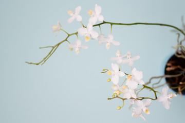  white branch orchid, many colors