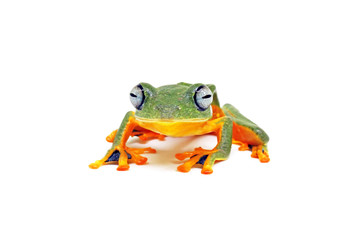 flying tree frog, wallace frog, rhacophorus reindwardtii with white background