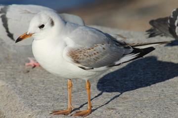 Obraz premium Gabbiano