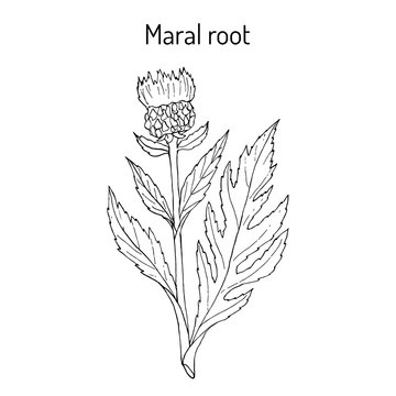 Maral root rhaponticum carthamoides , medicinal plant