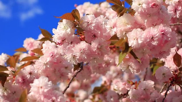Cherry blossom with blue sky in background. Slow motion.