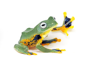 flying tree frog, wallace frog, rhacophorus reindwardtii with white background