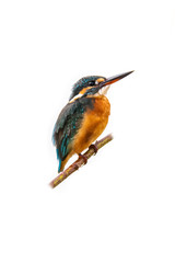 Colorful Common Kingfisher perching on a tree branch looking into a distance isolated on white background