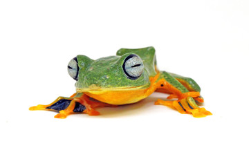 flying tree frog, wallace frog, rhacophorus reindwardtii with white background