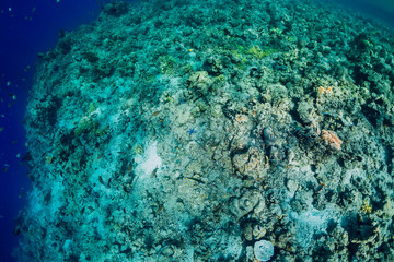 Underwater rocks with coral and fish in blue transparent ocean. National park Menjangan island