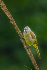 Flavescent Bulbul perching on bamboo grass flower and puffing up its plumage