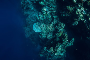 Fototapeta na wymiar Underwater rocks with coral and fish in blue transparent ocean. National park Menjangan island