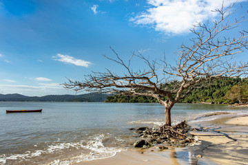 Dry tree in winter from Pontal beach in Paraty, Rio de Janeiro, on the Brazilian tropical sea coast during a sunny day of vacation and sightseeing.