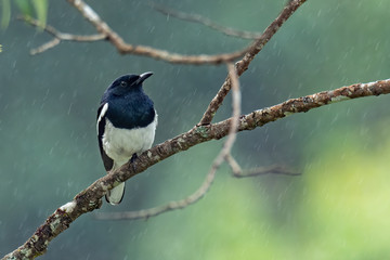Oriental Magpie Robin perching on a branch while raining