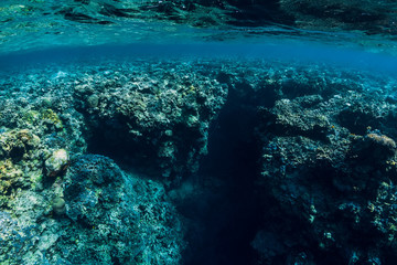 Naklejka na ściany i meble Underwater rocks with coral and fish in blue transparent ocean. National park Menjangan island