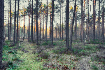  A woman walks in a pine and spruce forest along a path along the lake in autumn sunny day