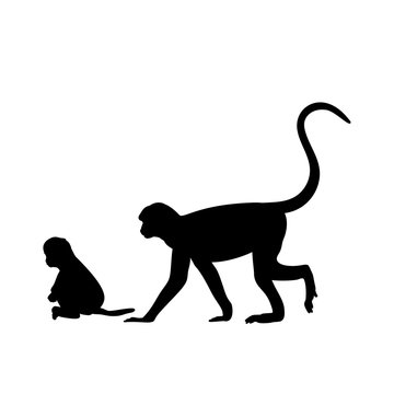 Silhouette of Monkey and young little Monkey