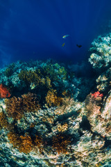 Underwater rocks with coral and fish in blue transparent ocean. National park Menjangan island
