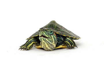 baby turtle with white background