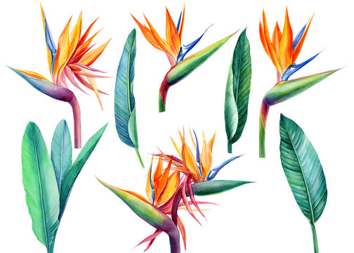 set tropical bright flowers and leaves, paradise flower, strelitzia on white background, watercolor illustration, botanical painting