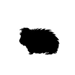 Silhouette Guinea pig. Domestic animal rodent