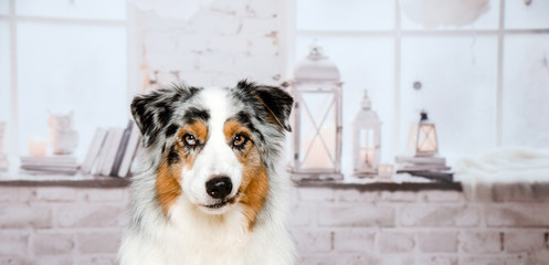 Hübscher lustiger Hund  im mit Laternen geschmückten Wohnzimmer mit untergeklappter Lefze - 305637853